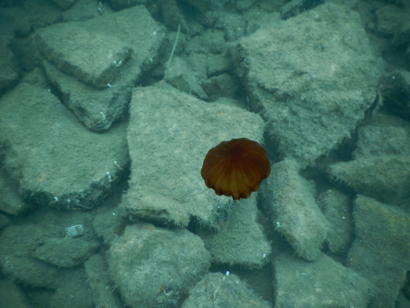 Univerzitet Crne Gore