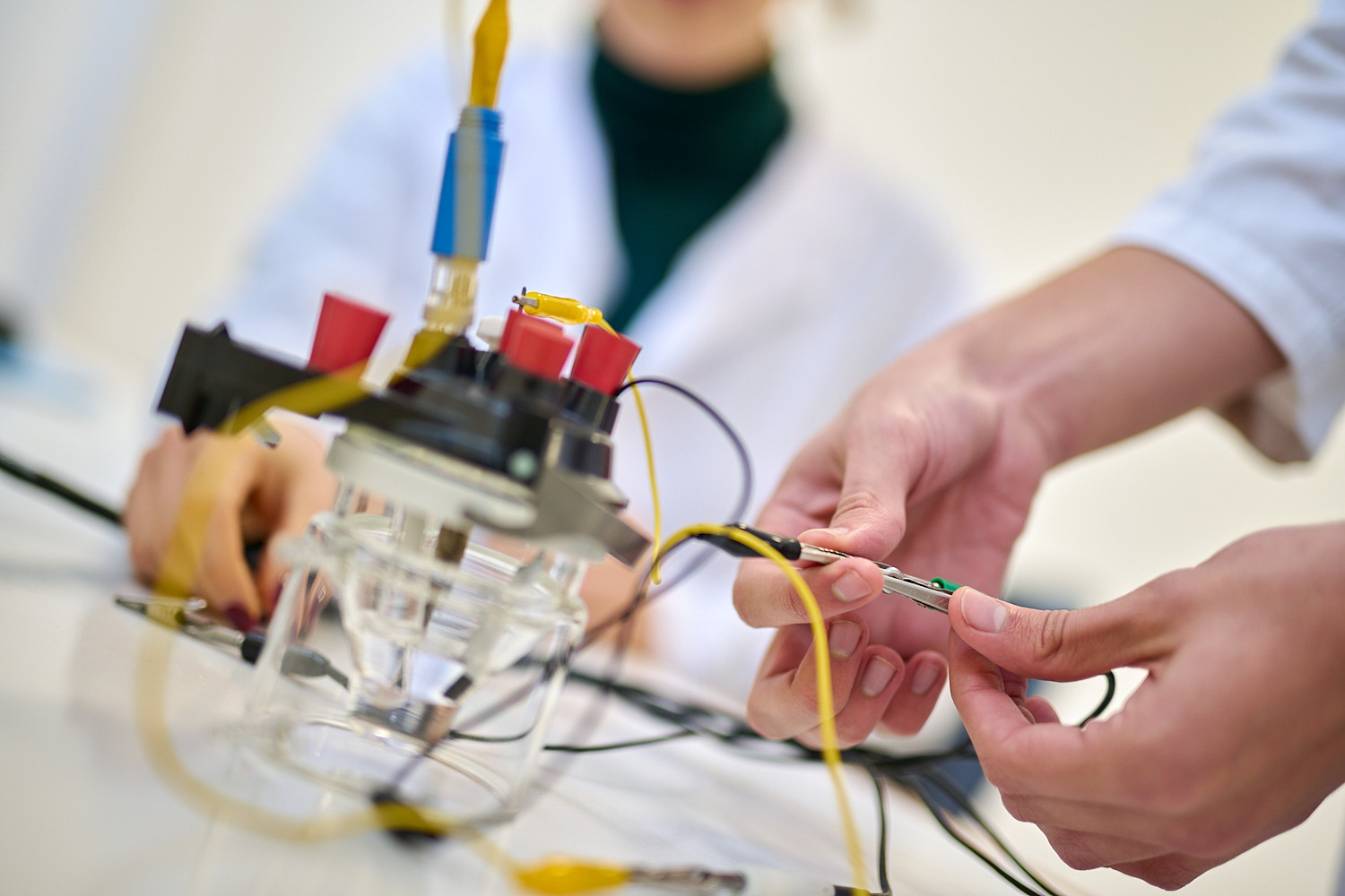 Univerzitet Crne Gore