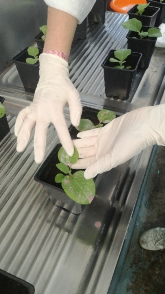 Univerzitet Crne Gore