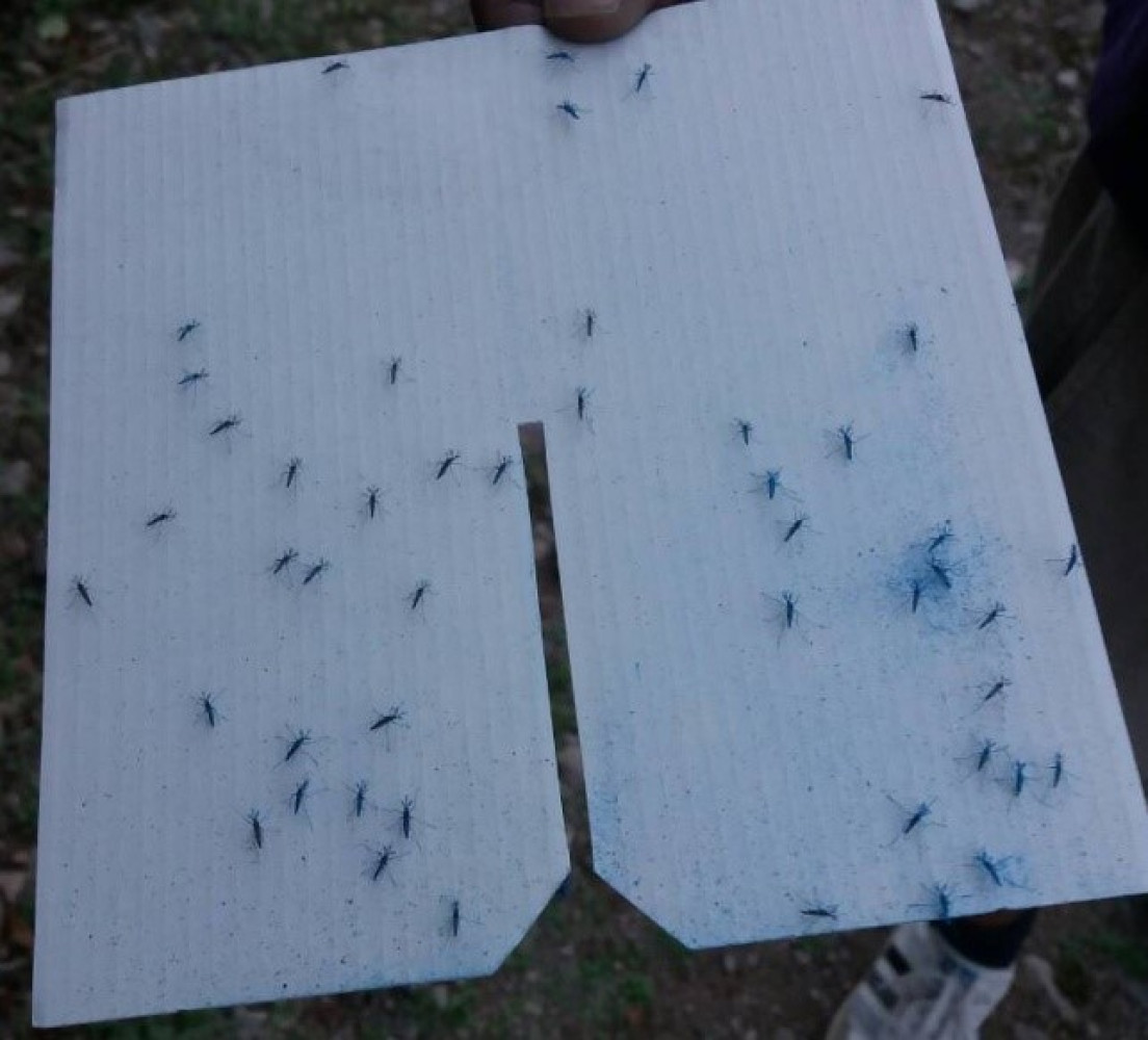 Univerzitet Crne Gore