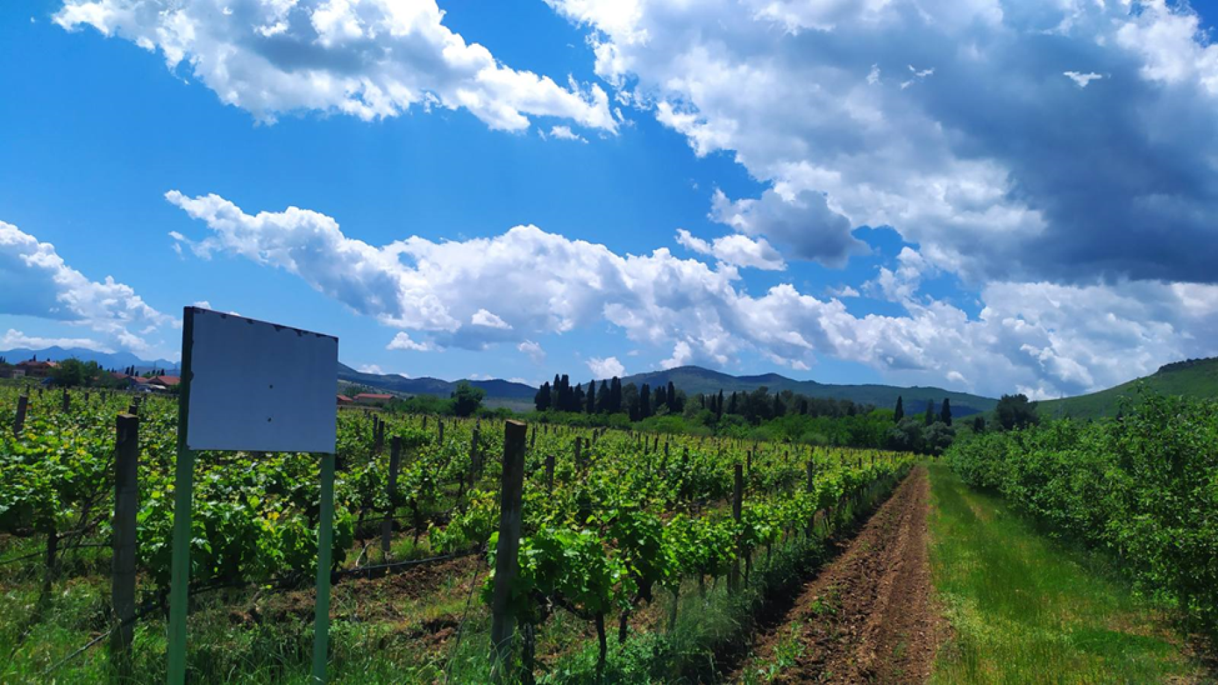 Univerzitet Crne Gore