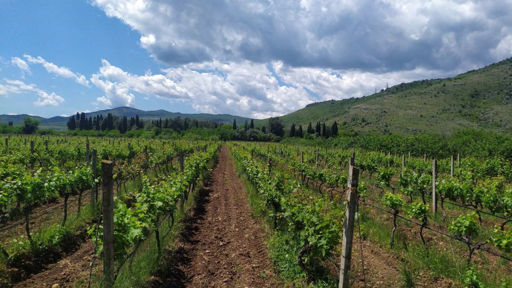 Univerzitet Crne Gore